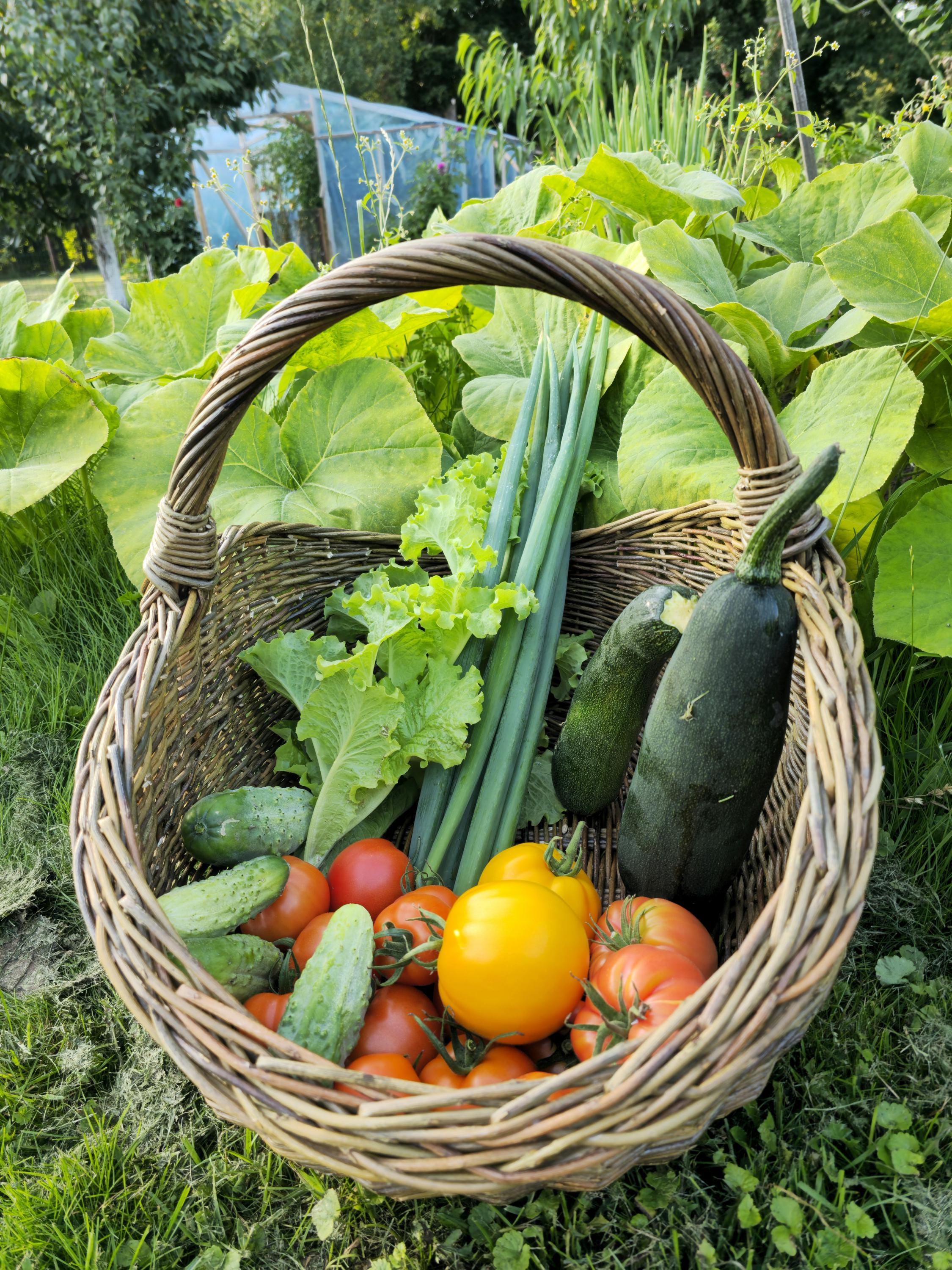 Handwoven Unpeeled Willow Basket: Rustic Gathering & Harvest Basket