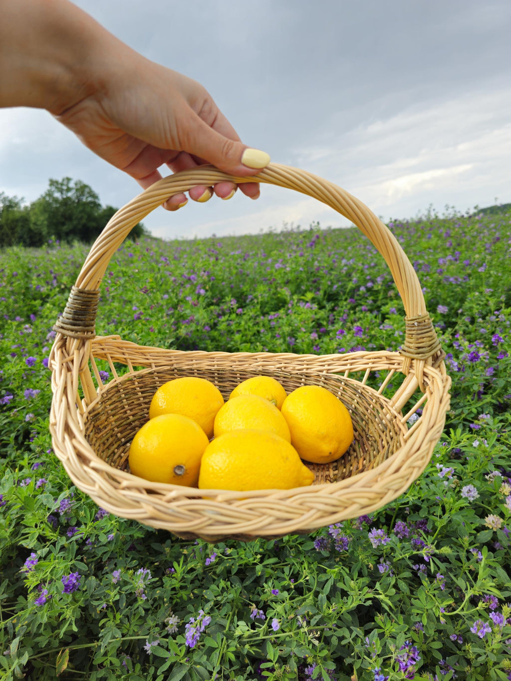 Handmade Wicker Trug Basket: Rustic Farmhouse Willow Gathering Basket