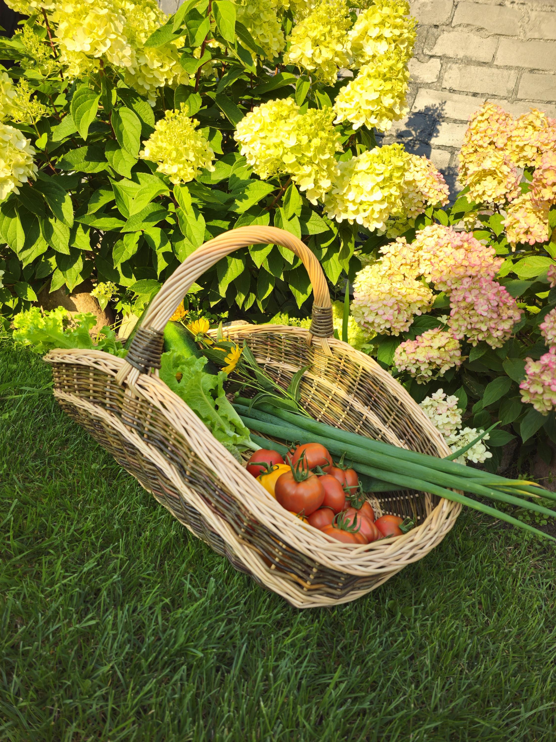 Extra-large Wicker Basket | Two-Tone Willow Trug for Foraging & Flower Gathering | Rustic Farmhouse Decoration